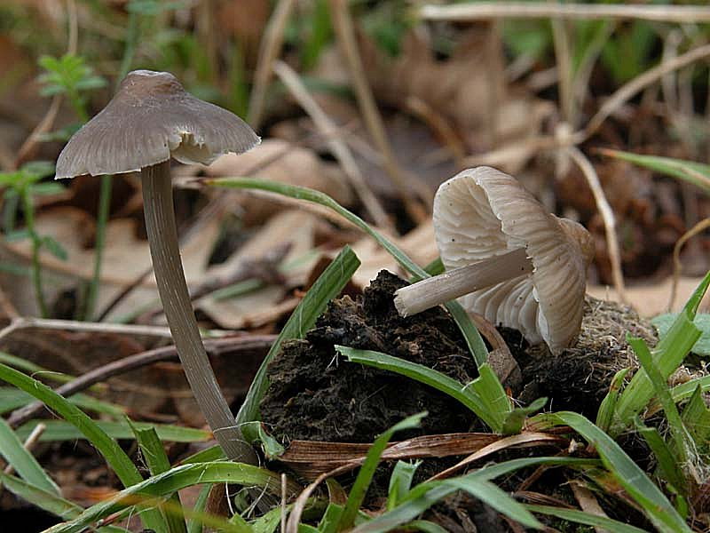 I Miei Funghi 4�